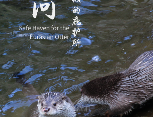 Tangjiahe, Safe Haven for the Eurasian Otter