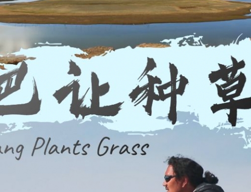 Palzang Plants Grass