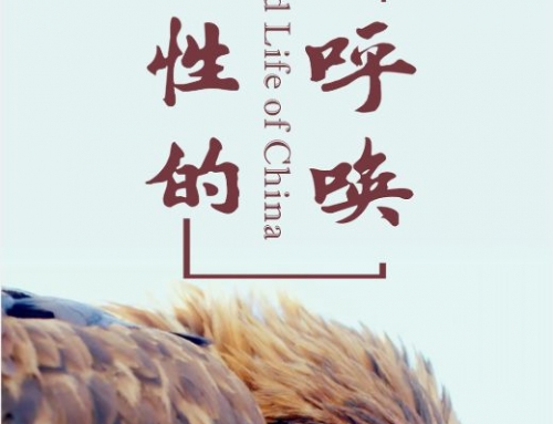 Wild Life of China II
